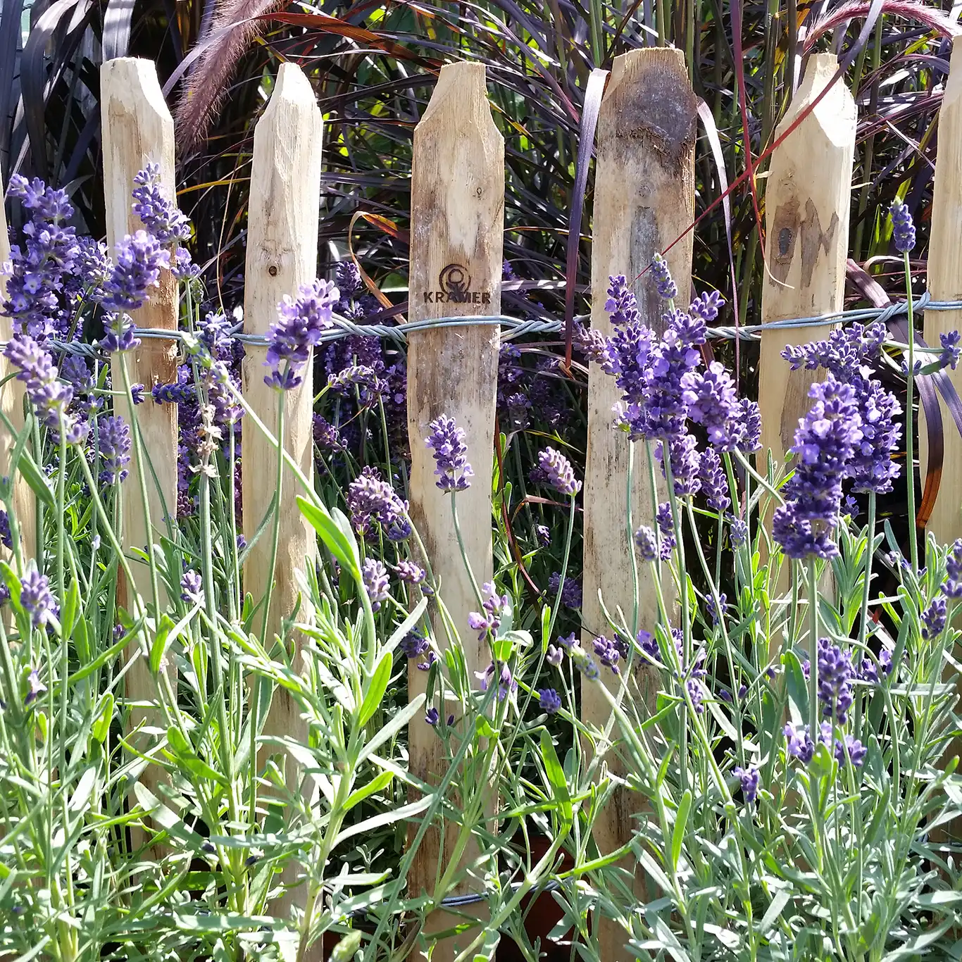 Staketenzaun Lavendel